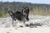 PETIT CHIEN LION 055